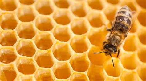 arılar ve matematik ile ilgili sorular